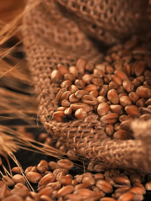 Imagens Internas_M Dias Branco_1