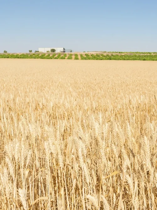 Imagens Internas_M Dias Branco_4